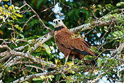 Picture 'Br1_1_01094 Eagle, Brazil'